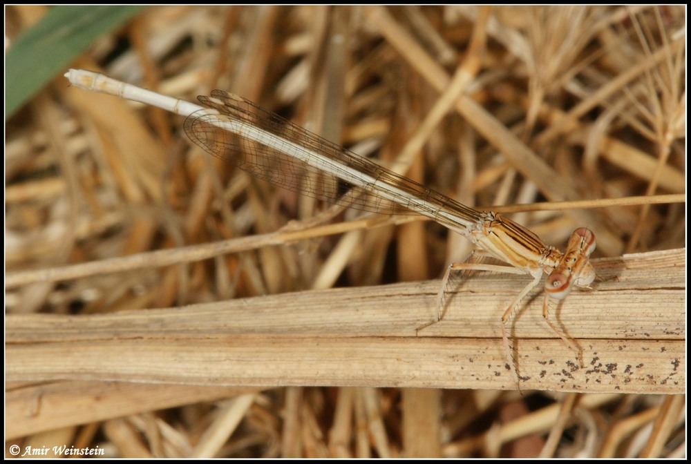 Odonata d''Israele for ID